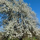 Kirschblüte im Markgräfler Land