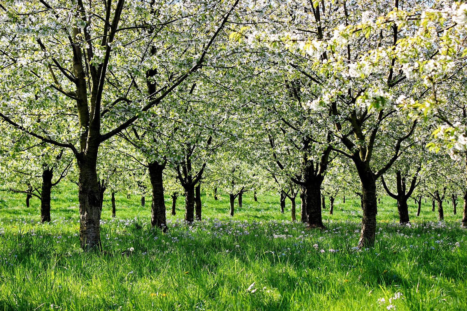 Kirschblüte im Markgräfler Land II