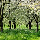 Kirschblüte im Markgräfler Land II