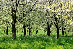 Kirschblüte im Markgräfler Land II