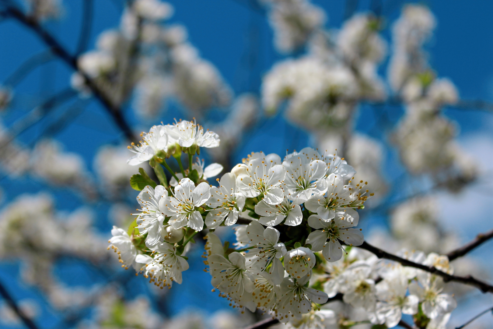 Kirschblüte im Markgräfler Land III