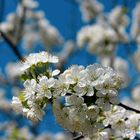 Kirschblüte im Markgräfler Land III