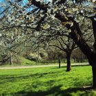 Kirschblüte im Markgräflerland