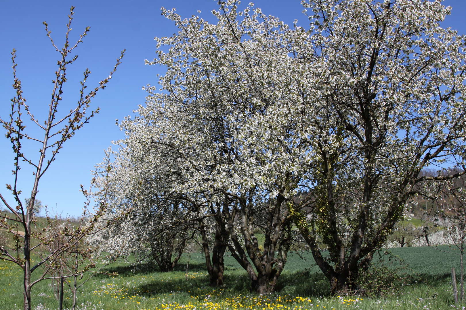 Kirschblüte im Markgräflerland