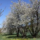 Kirschblüte im Markgräflerland