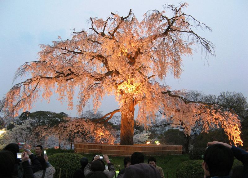 Kirschblüte im Maruyama Park