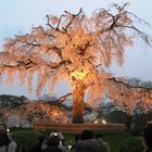 Kirschblüte im Maruyama Park