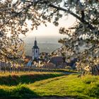 Kirschblüte im Morgenlicht