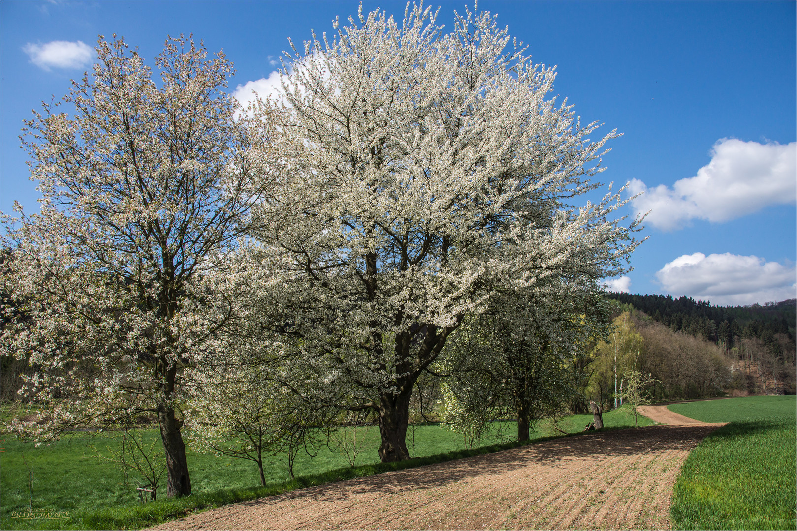 Kirschblüte im Muldental bei Wechselburg