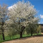 Kirschblüte im Muldental bei Wechselburg