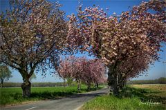 Kirschblüte im Naturpark Schwalm - Nette ...