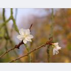 Kirschblüte im November