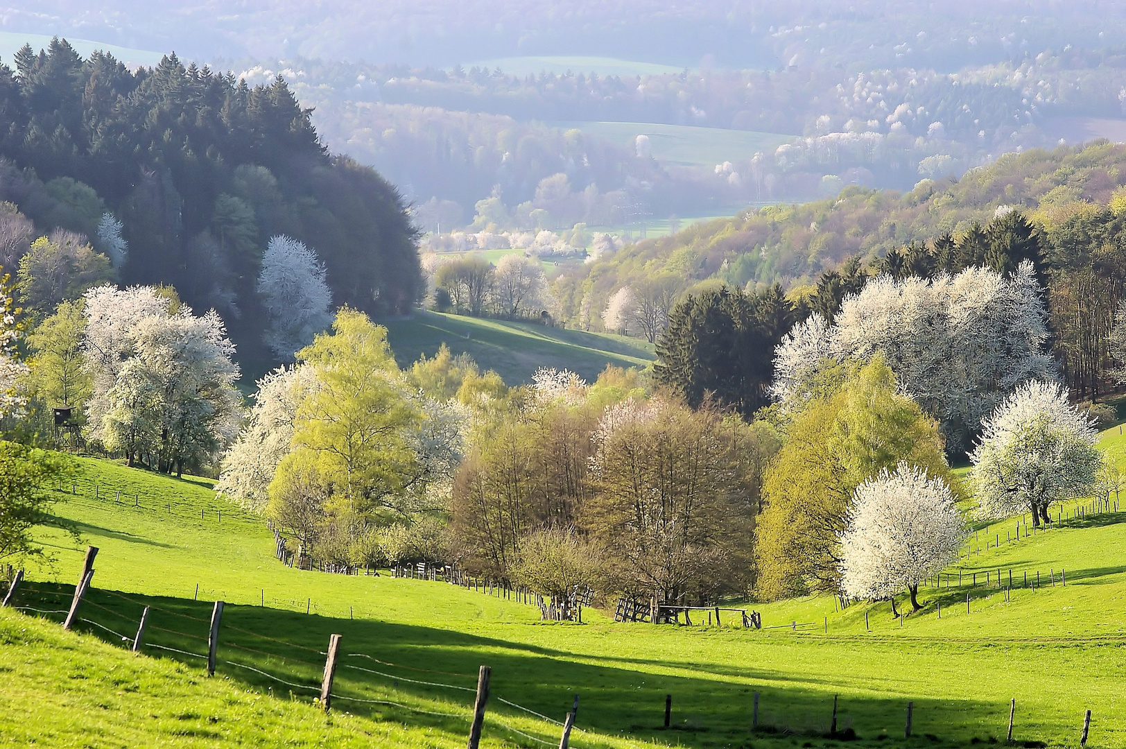 Kirschblüte im Odenwald bei Böllstein