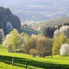 Kirschblüte im Odenwald bei Böllstein