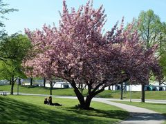 Kirschblüte im Olympiapark....