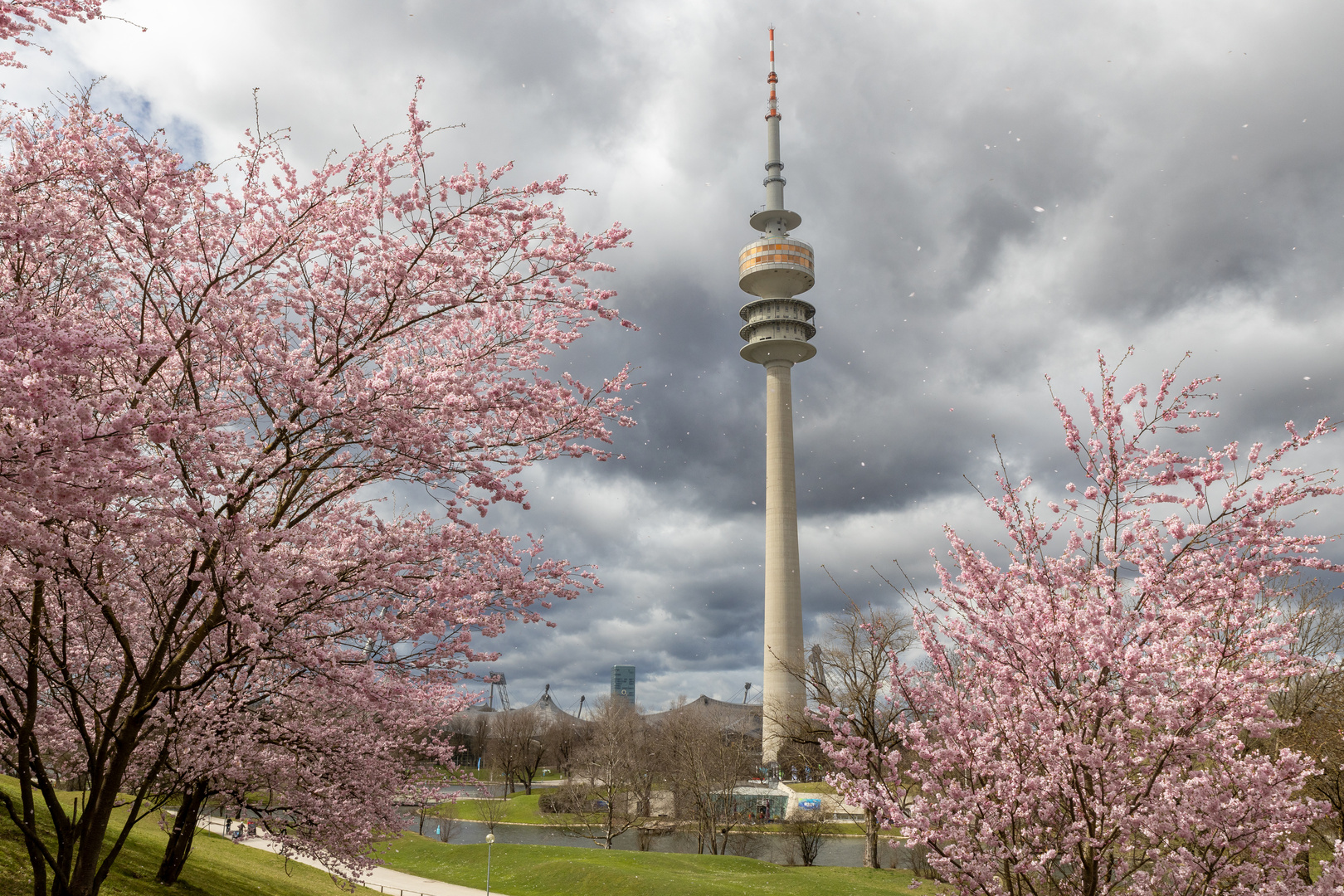 Kirschblüte im Olympiapark Foto & Bild architektur, deutschland