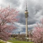 Kirschblüte im Olympiapark