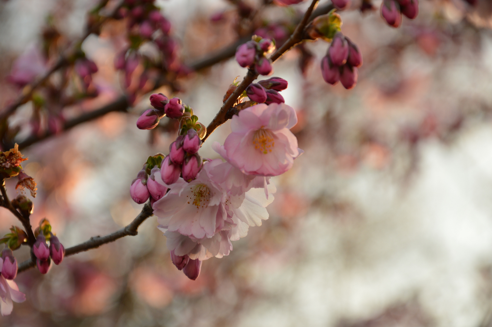 Kirschblüte im Olympiapark München