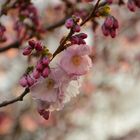 Kirschblüte im Olympiapark München