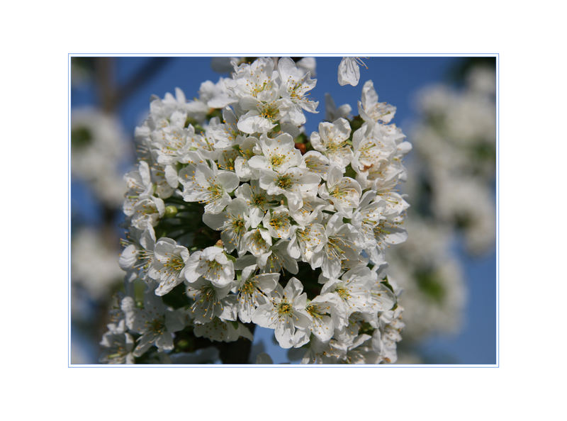 Kirschblüte im Rheingau