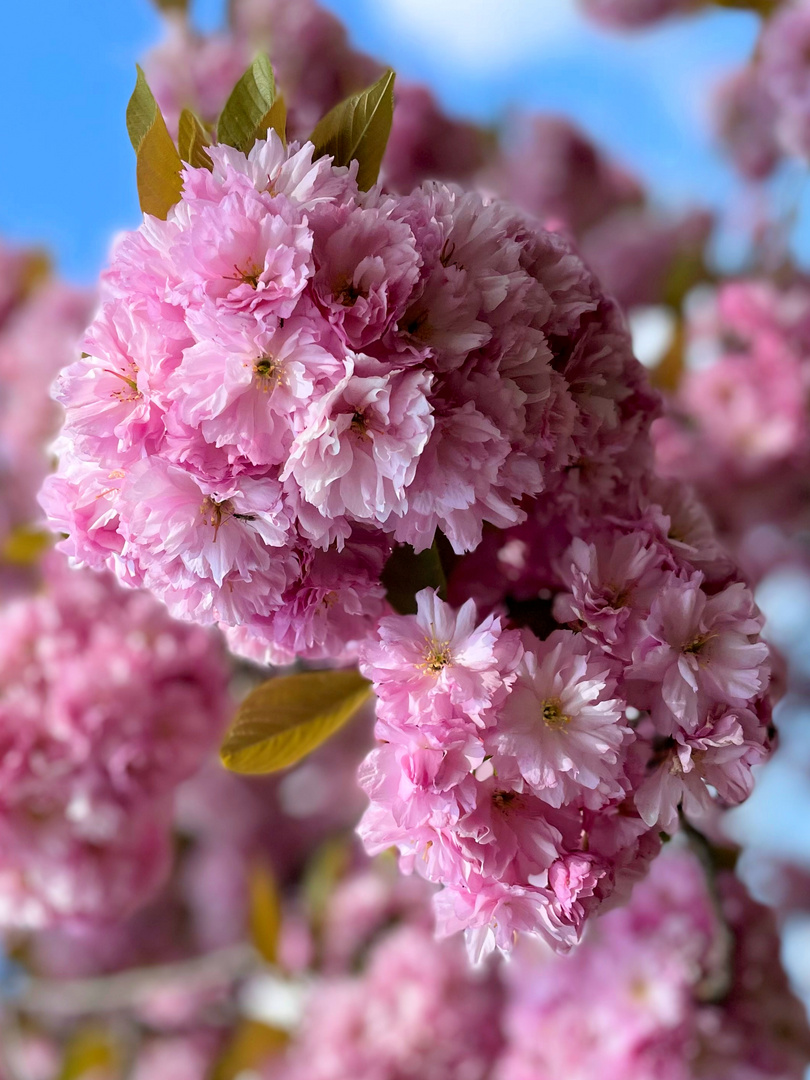 Kirschblüte im Rheinkreis Neuss 2022