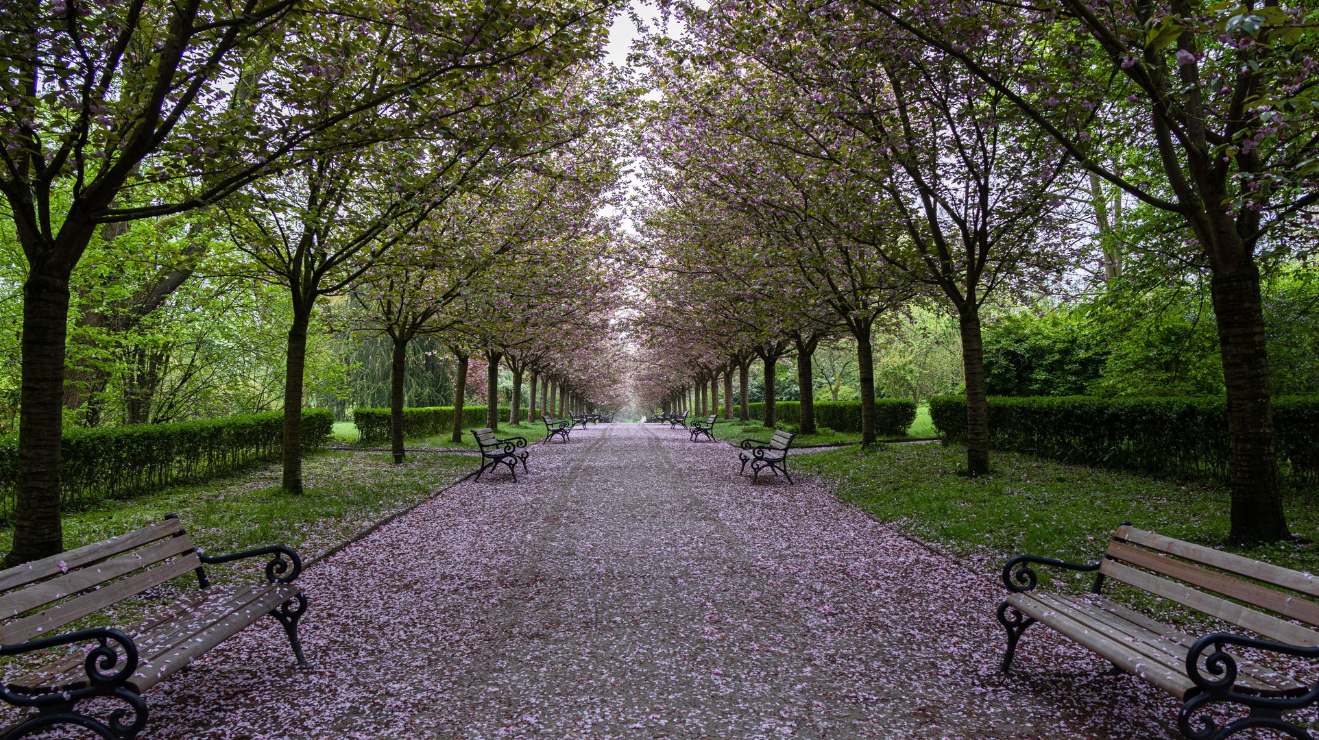 Kirschblüte im Rombergpark 