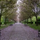 Kirschblüte im Rombergpark 