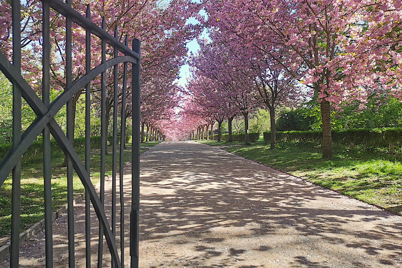 Kirschblüte im Rombergpark