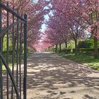 Kirschblüte im Rombergpark