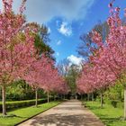 Kirschblüte im Rombergpark