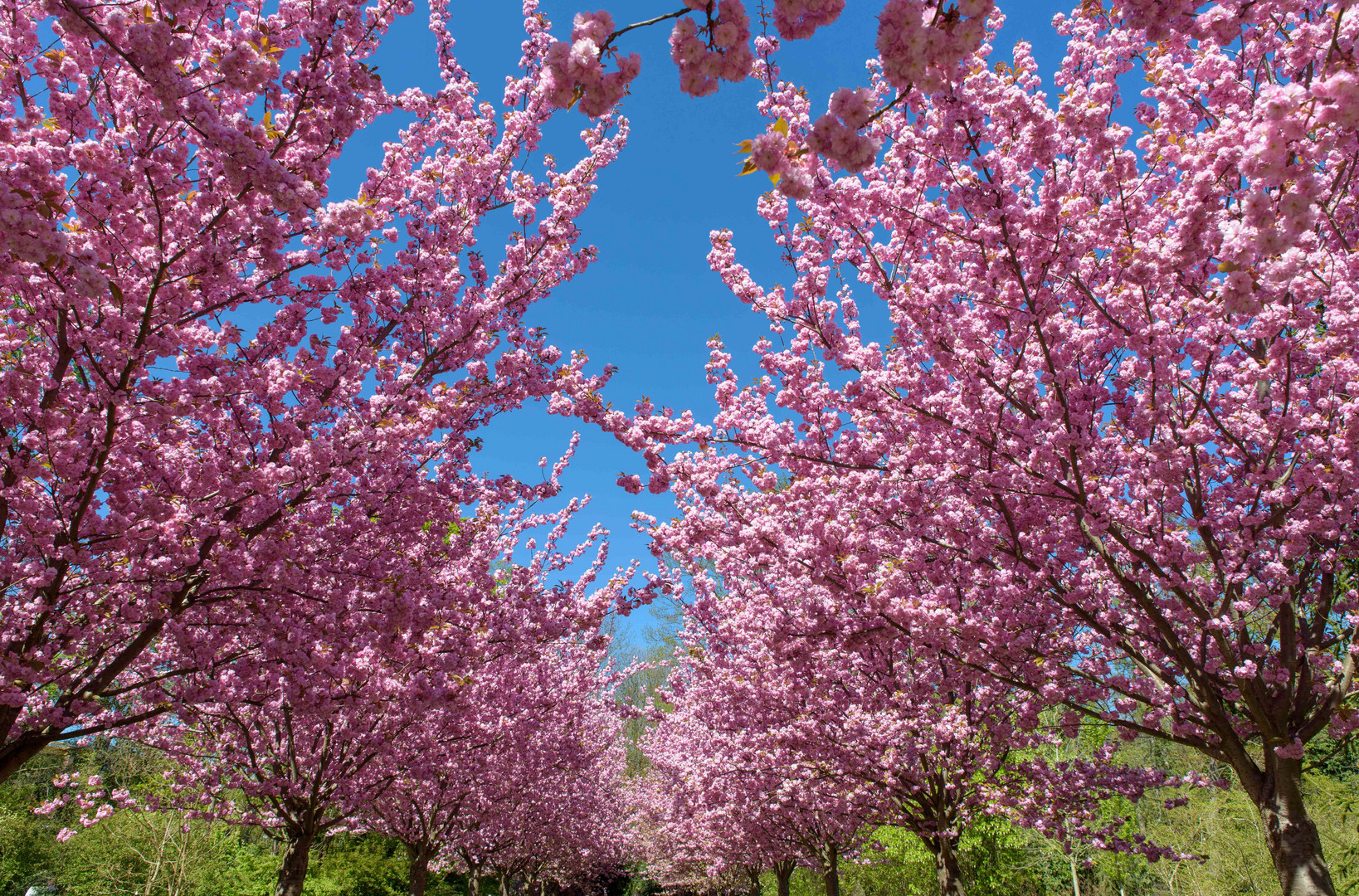 Kirschblüte im Rombergpark_1