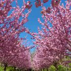 Kirschblüte im Rombergpark_1