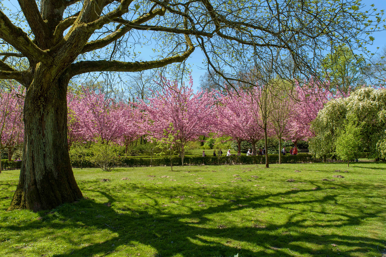 Kirschblüte im Rombergpark_2