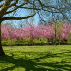 Kirschblüte im Rombergpark_2