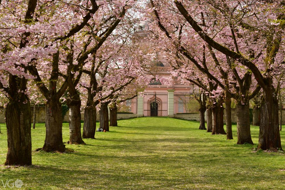 Kirschblüte im Schloss Schwetzingen Foto & Bild park, world, bäume