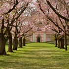 Kirschblüte im Schloss Schwetzingen