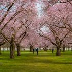 Kirschblüte im Schlosspark