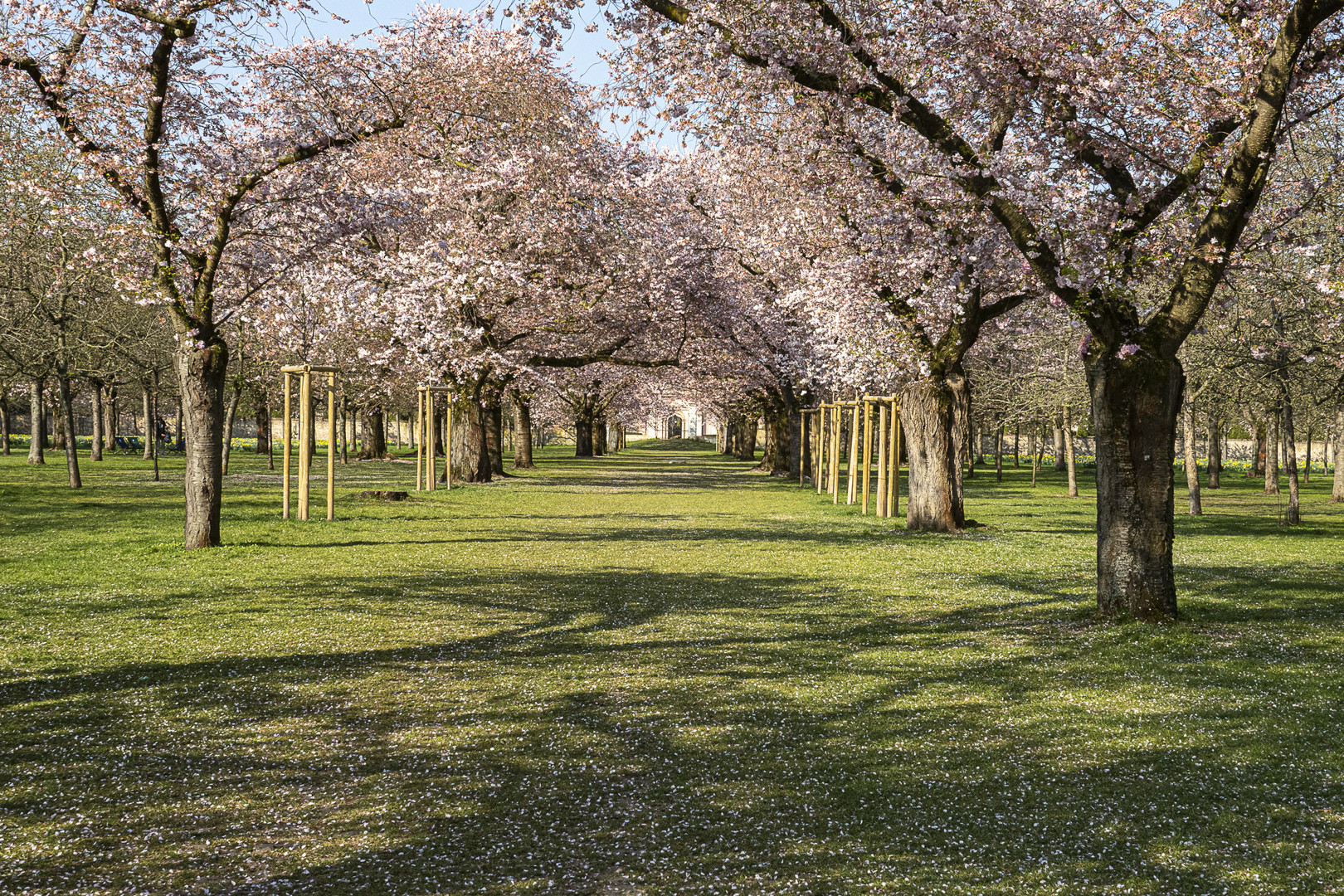 Kirschblüte im Schlosspark Schwetzingen -1-