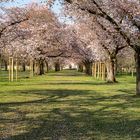 Kirschblüte im Schlosspark Schwetzingen -1-