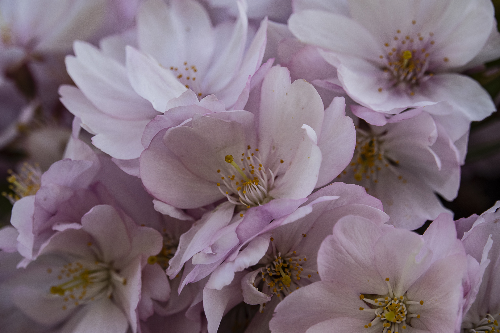 Kirschblüte im Schlosspark Schwetzingen -2-