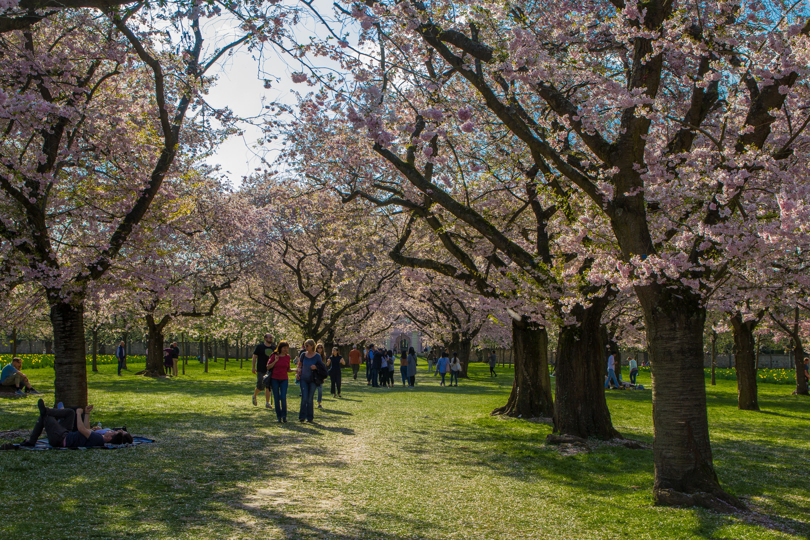 Kirschblüte im Schlosspark Schwetzingen