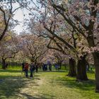 Kirschblüte im Schlosspark Schwetzingen