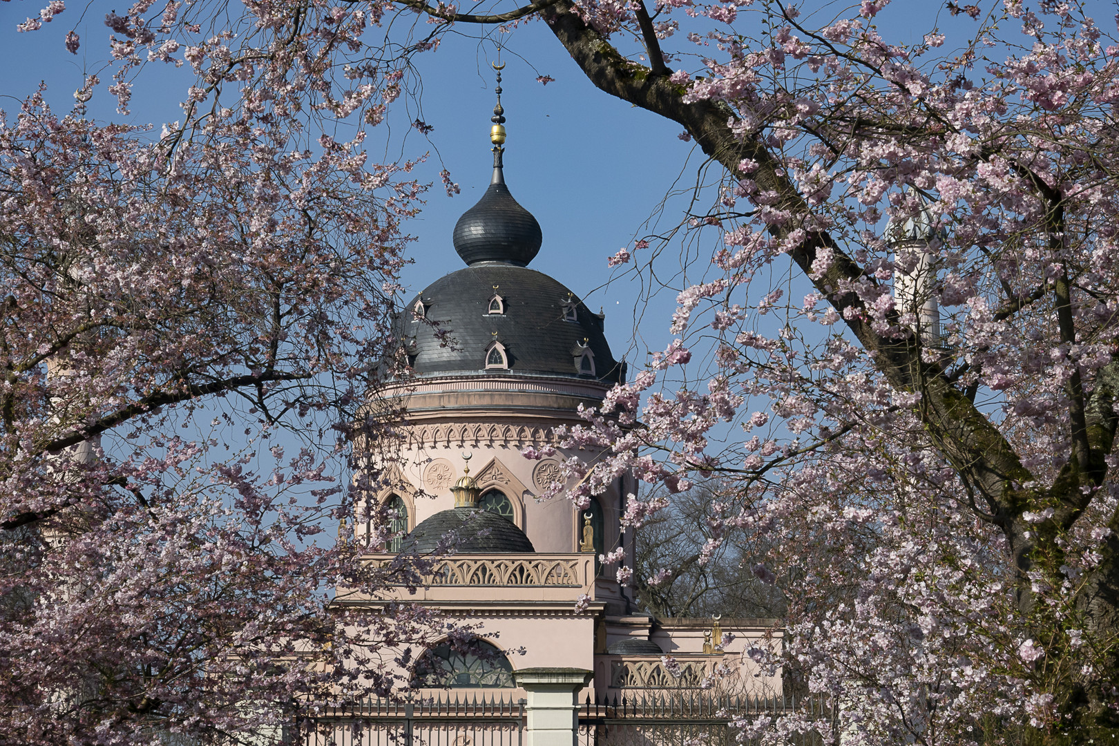 Kirschblüte im Schlosspark Schwetzingen -3-