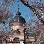 Kirschblüte im Schlosspark Schwetzingen -3-