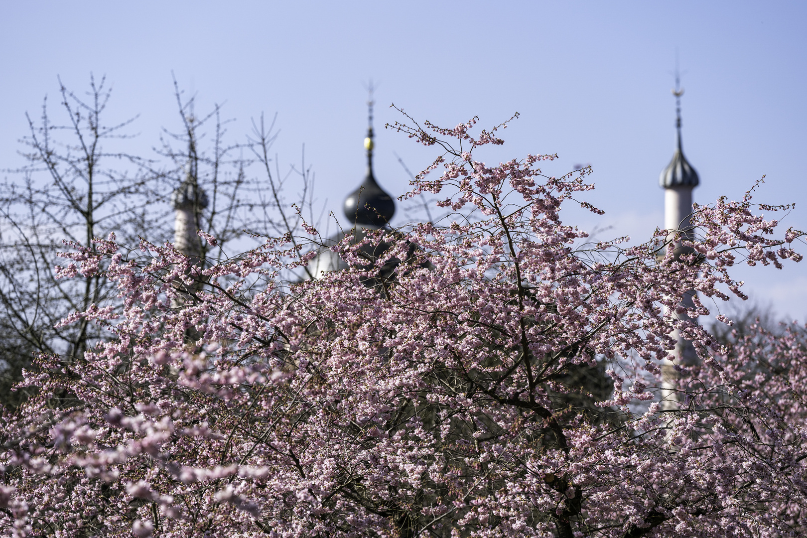 Kirschblüte im Schloßpark Schwetzingen