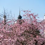 Kirschblüte im Schloßpark Schwetzingen