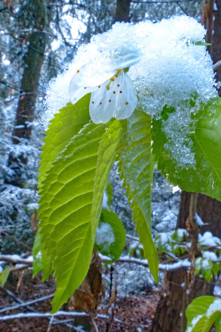 Kirschblüte im Schnee