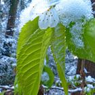 Kirschblüte im Schnee