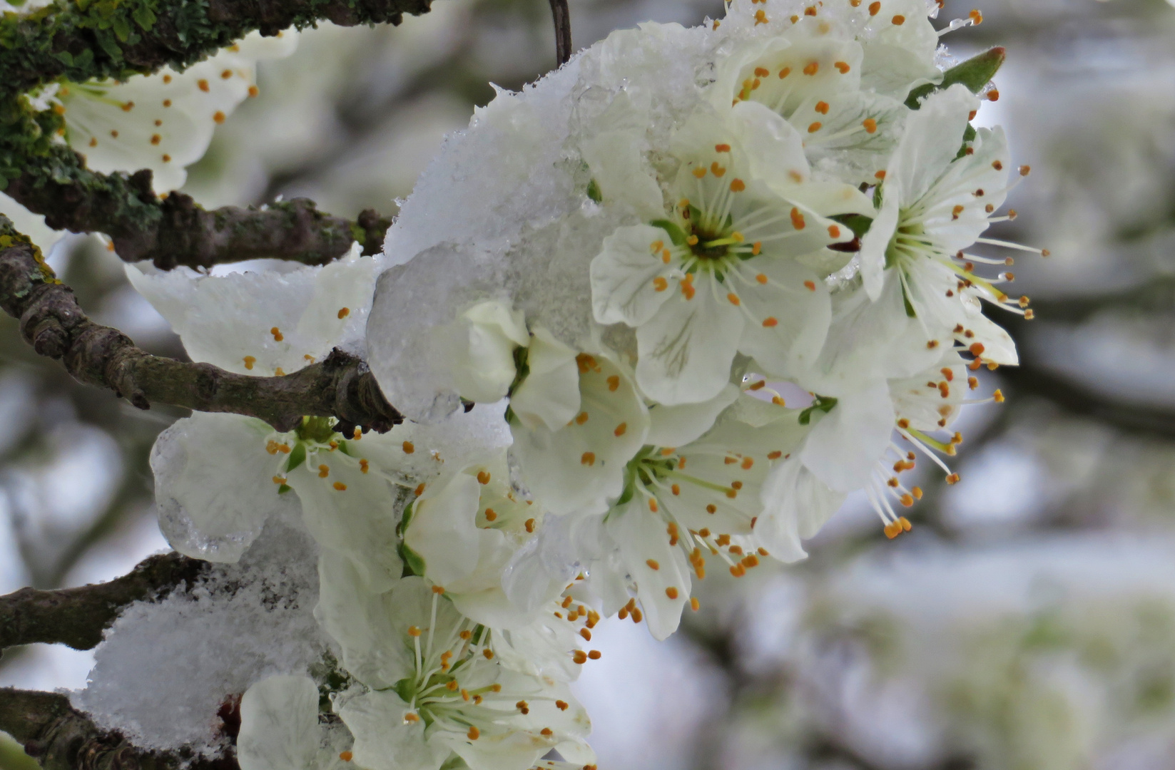 Kirschblüte im Schneemantel