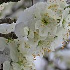 Kirschblüte im Schneemantel